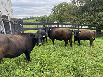 Small Herd for Sale